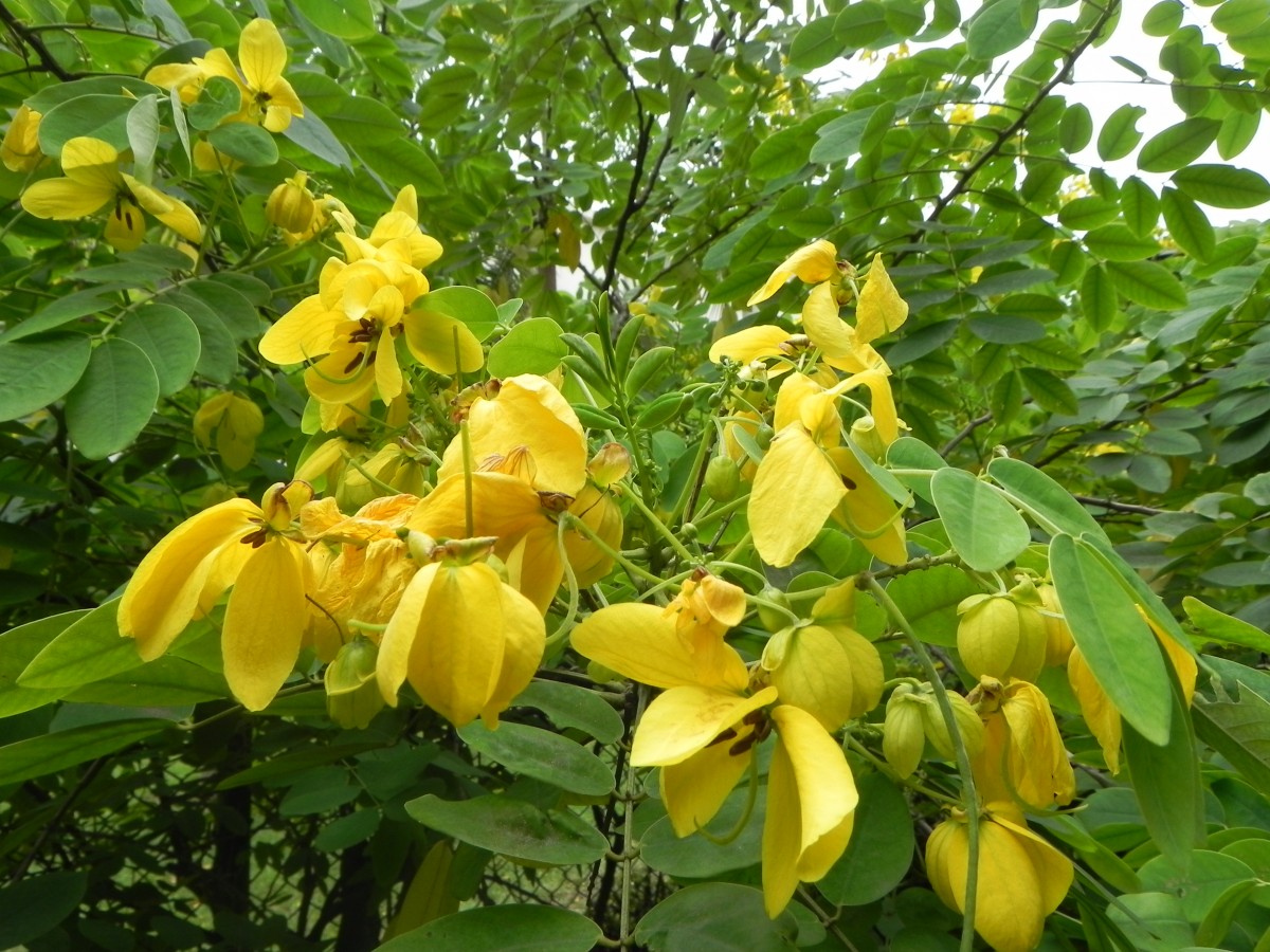 Senna surattensis (Burm.f.) H.S.Irwin & Barneby